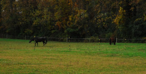 Farm-photo-horses-in-field